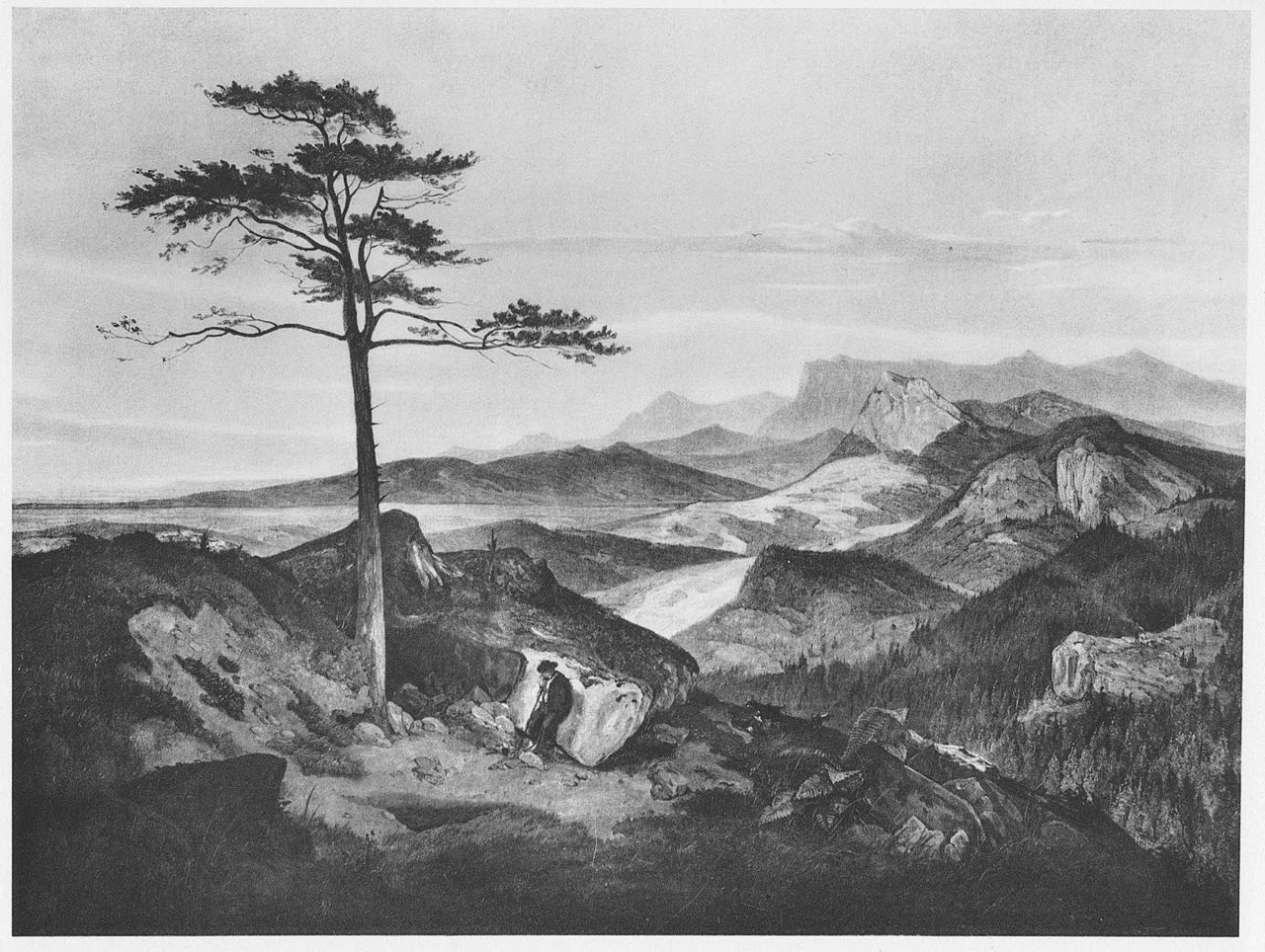 Pino solitario nelle montagne bavaresi